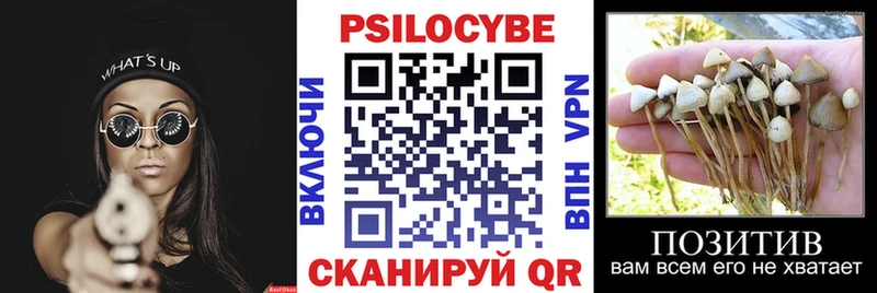 KRAKEN ссылки  даркнет сайт  Любим  Галлюциногенные грибы Cubensis 